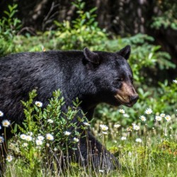 Strolling Through the Flowers
